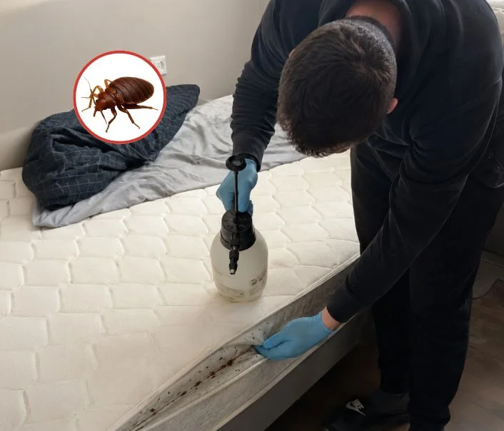 Technicien traitant un matelas contre les punaises de lit à Souppes-sur-Loing